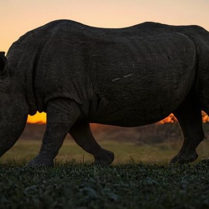 Suspeito de caça a rinocerontes, liberado sob fiança, é morto na África do Sul