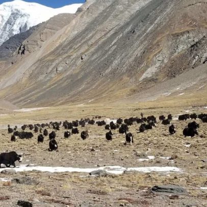 Mudanças climáticas e socioeconômicas ameaçam o pastoreio de yak no Nepal