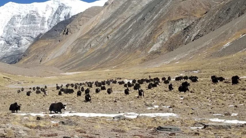 Mudanças climáticas e socioeconômicas ameaçam o pastoreio de yak no Nepal