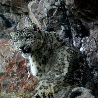 Quirguistão cria corredor climático que beneficia leopardo-das-neves e pastores