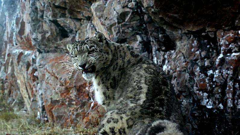 Quirguistão cria corredor climático que beneficia leopardo-das-neves e pastores
