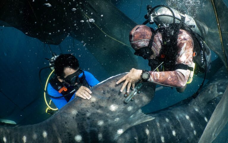 Estudo de 10 anos com tubarão-baleia por satélite cria área protegida na Indonésia