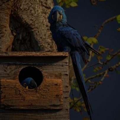 Polícia apreende equipamentos de perito em aves ligadas ao Vantara