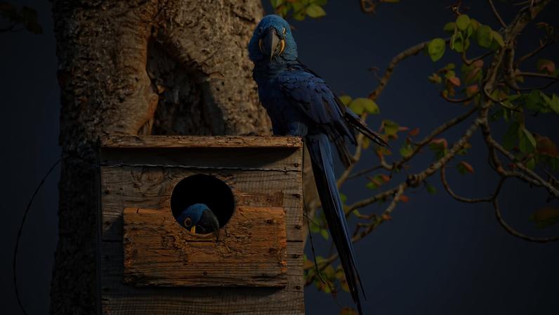 Polícia apreende equipamentos de perito em aves ligadas ao Vantara