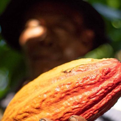 Dengo aposta em cacau de qualidade para crescer, indo contra o sabor chocolate