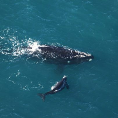 Boom de crias de baleias do Atlântico Norte, mas extinção ainda preocupa