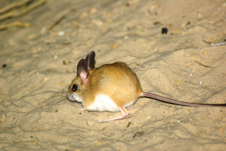The dusky hopping-mouse (*Notomys fuscus*) of Australia burrows extensively in sand. Several Notomys species are extinct.