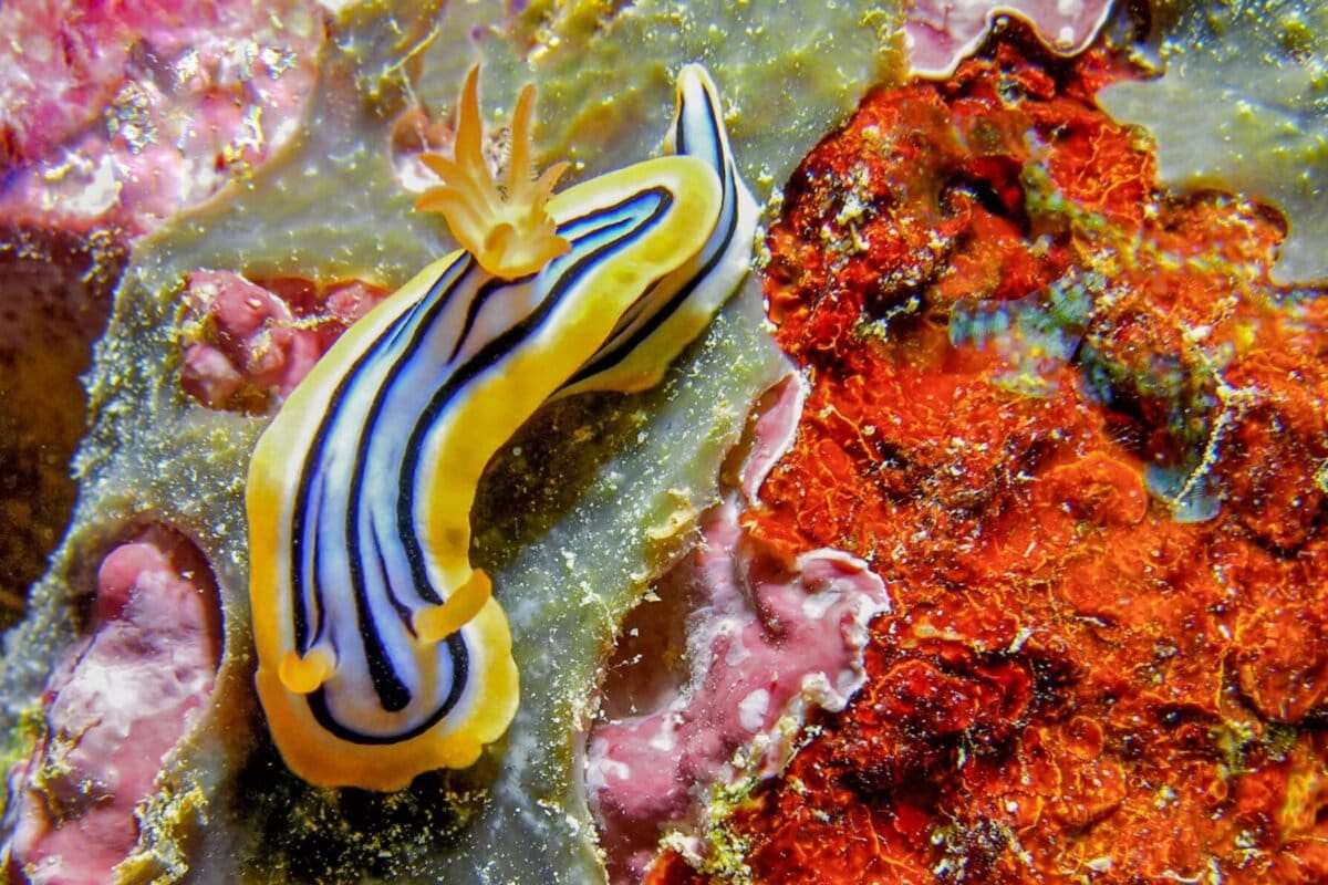 A pair of nudibranchs on coral in Manta Ray Bay, Yap in Micronesia.