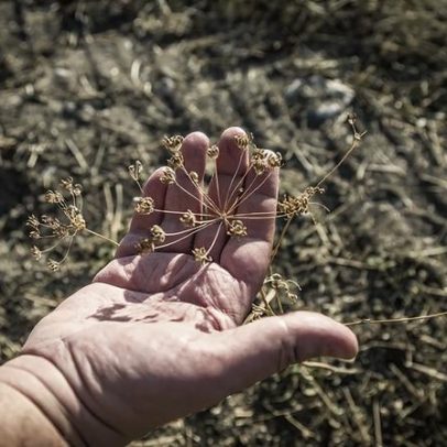 O segredo do ouzo: origem, processos e tradição