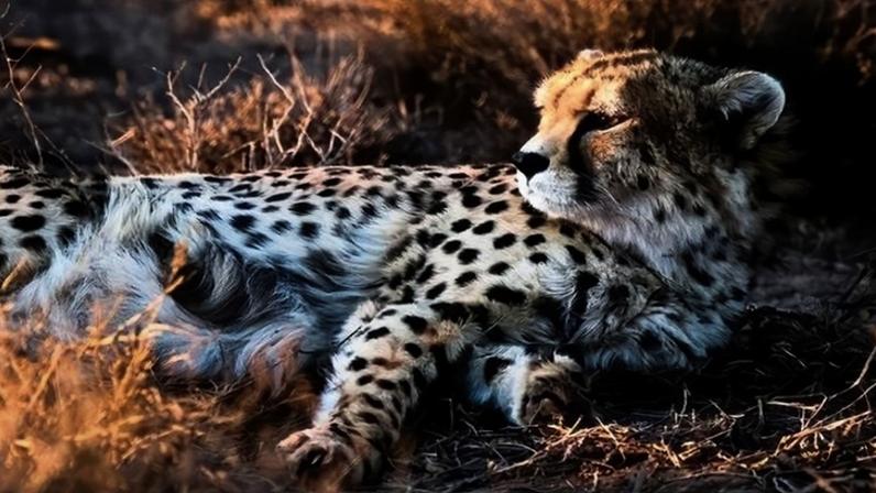 The Asiatic cheetah is the world’s most endangered big cat, with about 27 remaining in the wild in Iran. Image by Ehsan Kamali / Tasnim News Agency via Wikimedia Commons (CC BY 4.0).