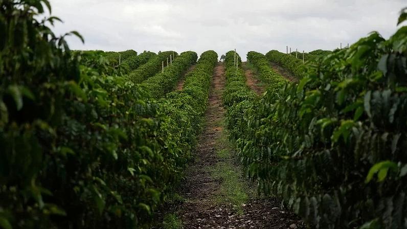 Produtor brasileiro de café diz que nova safra não supera 2020; negócios travam