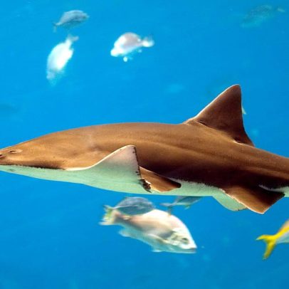 Peixe-serra em Sri Lanka pode estar funcionalmente extinto, mas existem refúgios