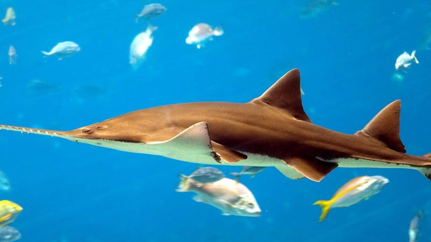 Peixe-serra em Sri Lanka pode estar funcionalmente extinto, mas existem refúgios