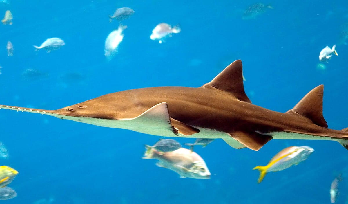 A largetooth sawfish at the Georgia Aquarium