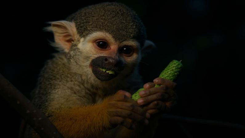 The common squirrel monkey (Saimiri sciureus) is one of 63 species that can be recognized by TropiCam-AI.