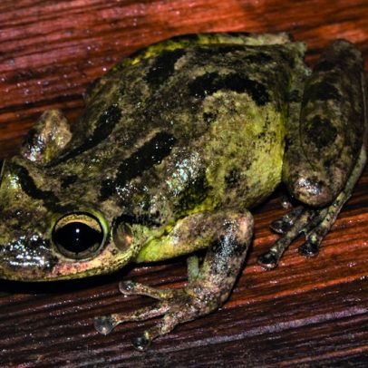 Microplásticos encontrados em girinos da Amazônia pela primeira vez
