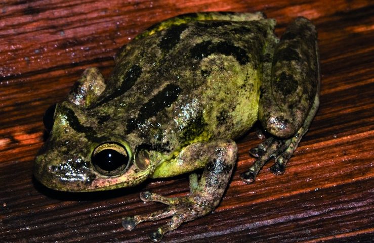 Microplásticos encontrados em girinos da Amazônia pela primeira vez