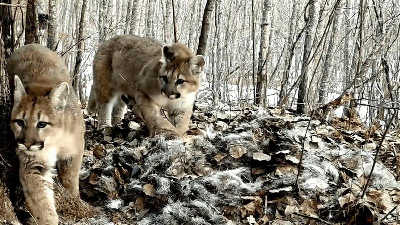 A female puma with her three kittens spotted on a trail camera in Minnesota