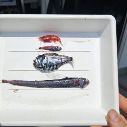 Conflito no Oeste da Ásia retorna navio de pesquisa marinha norueguês ao Sri Lanka