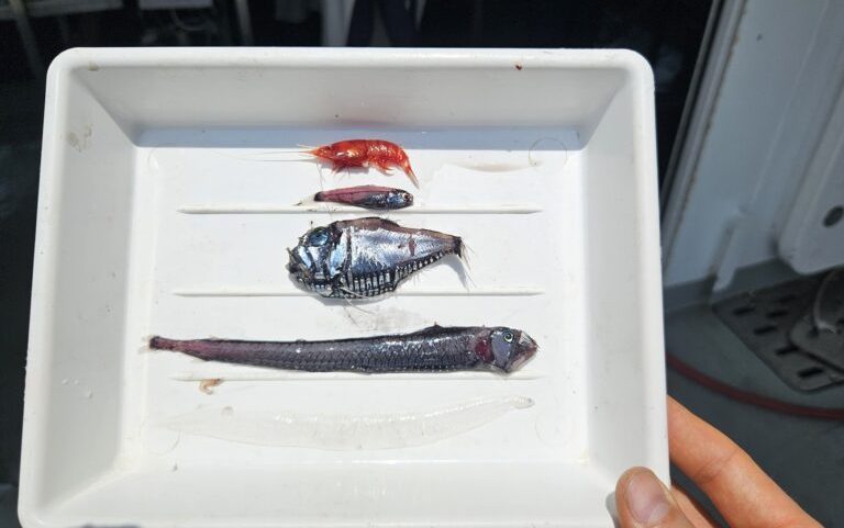 The knowledge of mesopelagic fauna is still very limited. Some of the many inhabitants of the deep mesopelagic layers we sampled down to 800m depth.