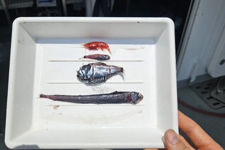 The knowledge of mesopelagic fauna is still very limited. Some of the many inhabitants of the deep mesopelagic layers we sampled down to 800m depth.