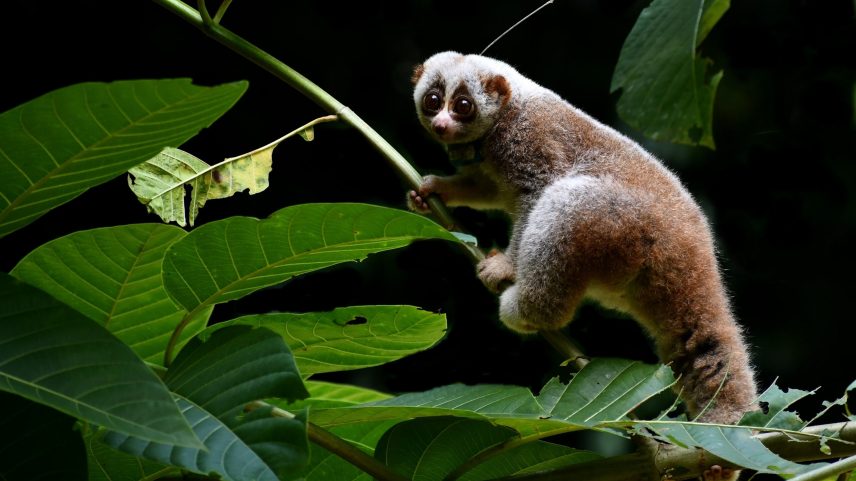 Loris lentos lutam para sobreviver na natureza após o cativeiro