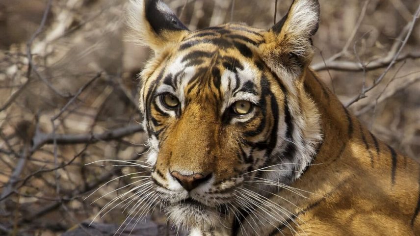 Facebook é centro do comércio ilegal de animais silvestres, diz relatório