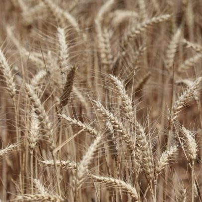 Safras & Mercado reduz projeção de colheita de trigo no Brasil
