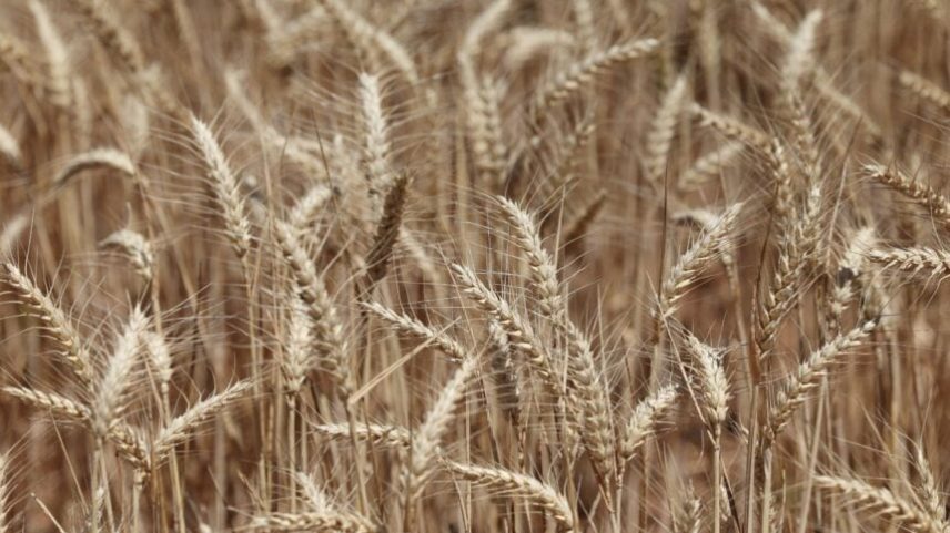 Trigo em fazenda em Eugowra, Austrália
