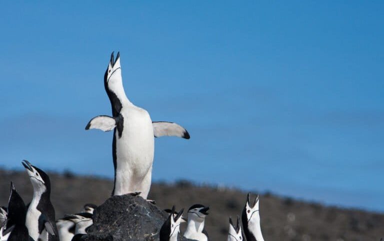 O Oceano Sul é essencial ao futuro do planeta e precisamos protegê-lo este ano