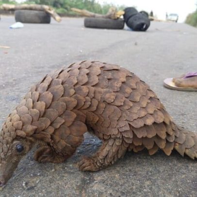 Nigéria avança com lei abrangente de proteção à vida silvestre