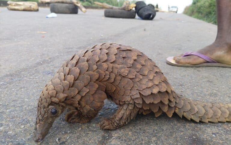 Nigéria avança com lei abrangente de proteção à vida silvestre
