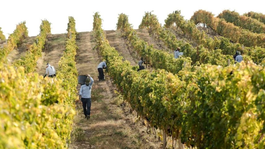 Agricultores armênios restauram a herança vitivinícola e protegem ecossistemas