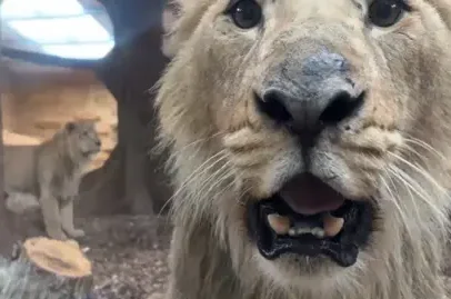 Parque de vida selvagem recebe três leões machos asiáticos