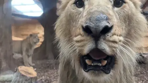 Parque de vida selvagem recebe três leões machos asiáticos
