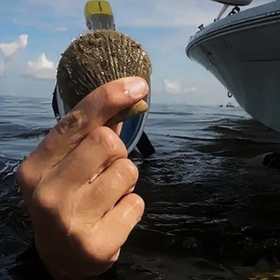 Regras da pesca de vieiras são relembradas no início da temporada