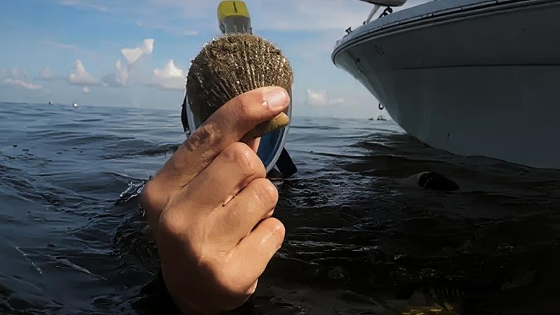 PA Media A snorkeler is holding a scallop out of the sea. It is is obscuring their face but their snorkel can be seen. The sea is calm and there is a boat next to them.
