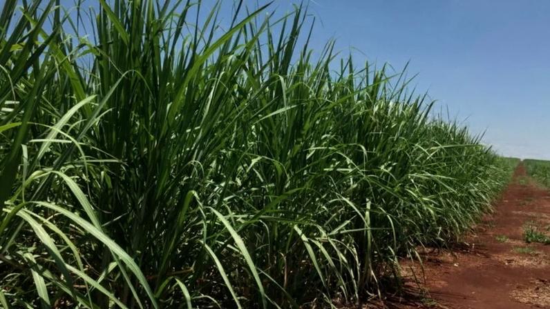 Moagem de Cana no Centro-Sul atinge 40 milhões de toneladas e supera previsões