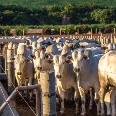 Minerva Foods aumenta EBITDA 16,2% com sinergias de ativos adquiridos