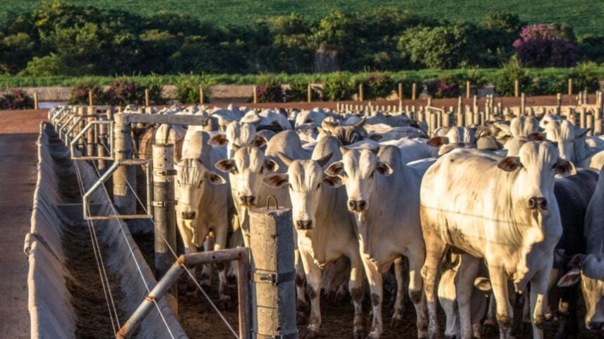 Bovinos de corte em área de confinamento