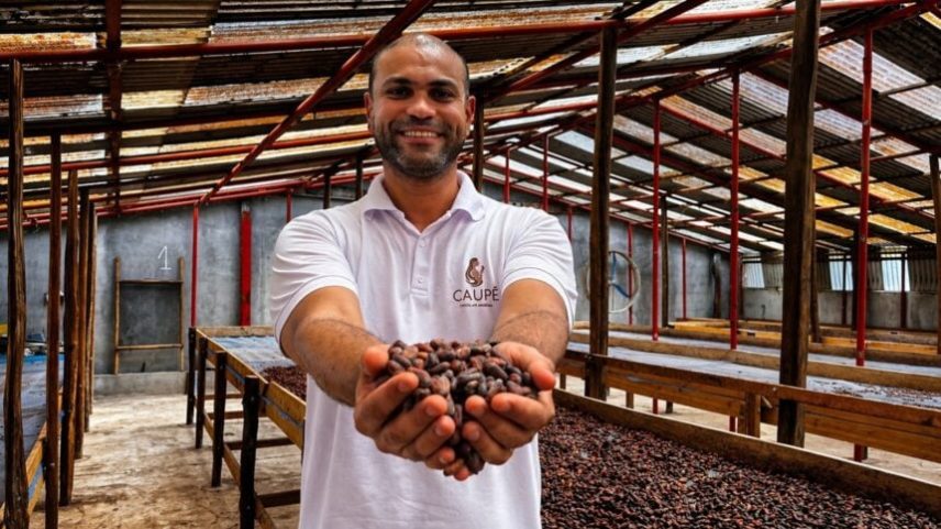 Pará avança na fronteira do cacau: de pastos degradados ao chocolate fino