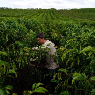 Safra de café robusta no Espírito Santo deve cair, aponta Cooabriel