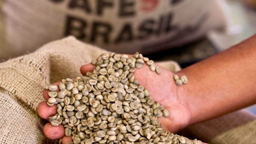 Grãos de café verde