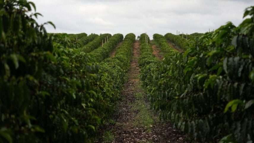 Venda Antecipada de Café atinge 16% e ritmo fica abaixo da média histórica