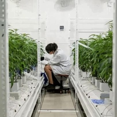 Preços da cannabis caem, conforme relatório global previa