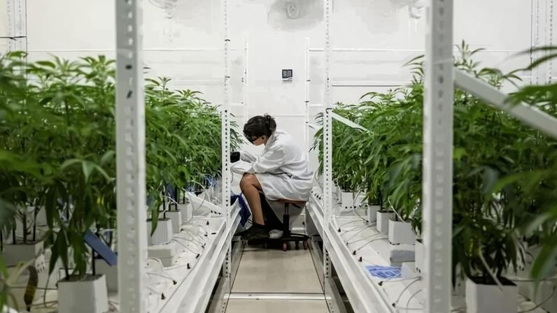 Trabalhadora dentro de uma estufa de cultivo de cannabis