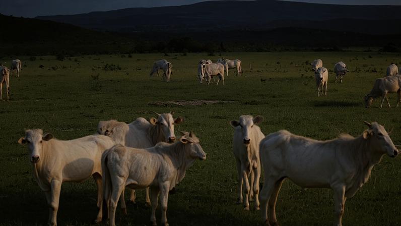 Restrições da UE à carne brasileira devem ser resolvidas em breve, diz Mauro