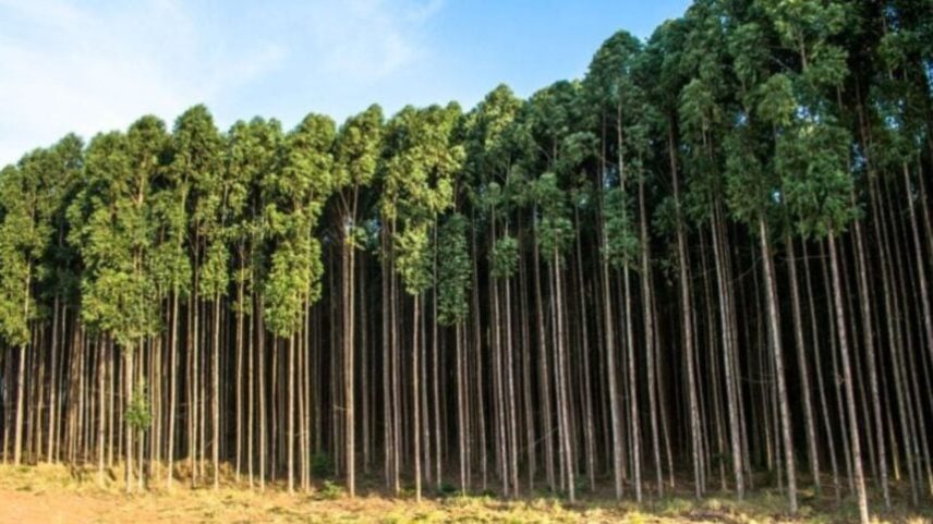 Árvores de florestas plantadas para produção de celulose