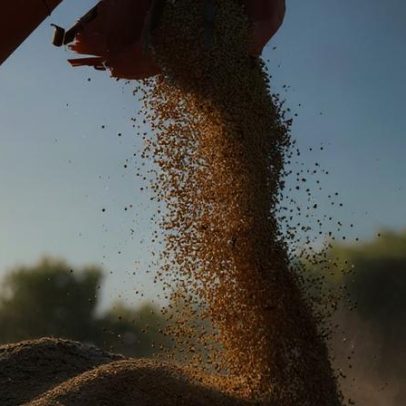 Safra de soja brasileira pode atingir 181,6 milhões de toneladas, aponta StoneX