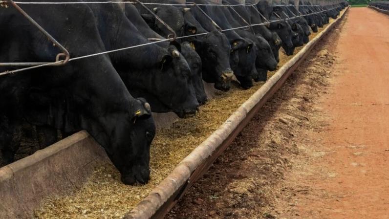Bovinos de cruzamento industrial se alimentando no confinamento